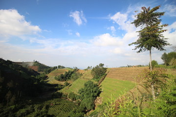 agriculture on the slopes of the mountains under the blue sky