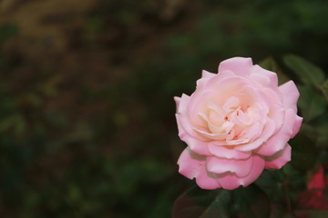 Pastel pink color Rose flower.
