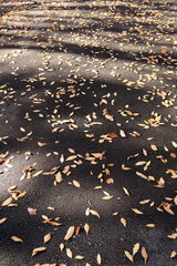 欅の枯れ葉散る初冬の歩道風景