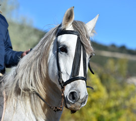 caballo blanco español