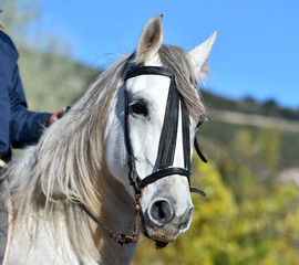 Naklejka premium caballo blanco español