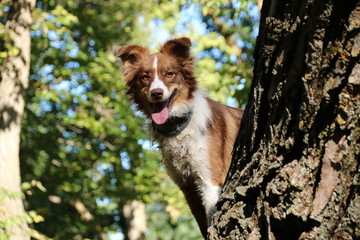 Dog up a tree
