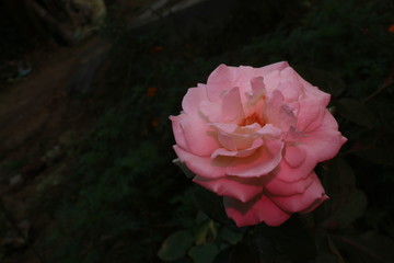 Pastel pink color Rose flower.