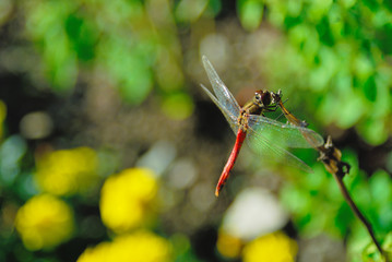 赤トンボ　素材