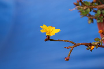 Flor amarilla