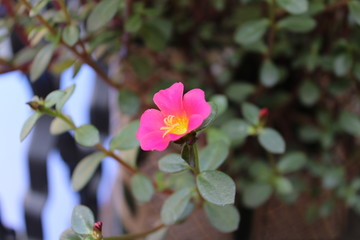 Flor rosa