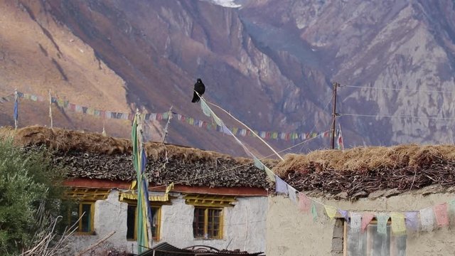 crow sitting on a dried twig in a village