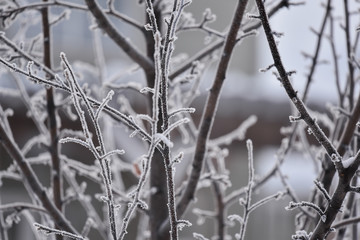 frosty cold tree