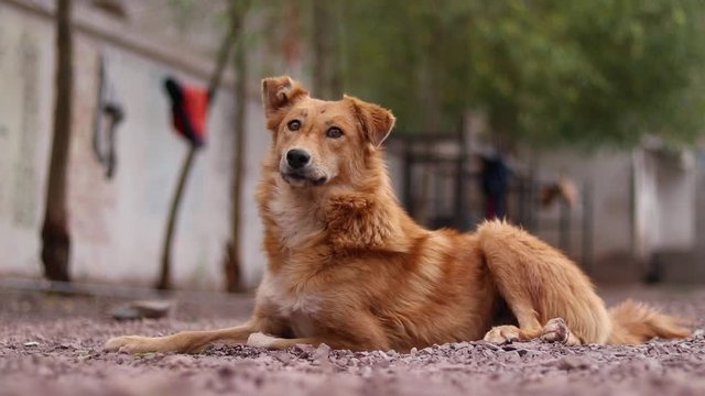portrait of a dogs in the street 