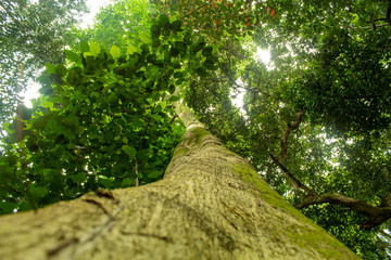 Árvores_vista da base