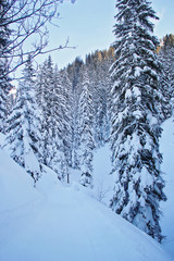 Winter Snowy Road at the Pine Forest or Spruce Woods at the Mountains with Snow