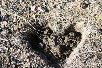 Deer Track