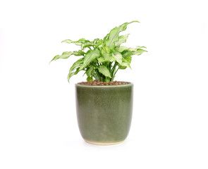 Arrowhead plant in Japanese clay pot Isolated on white background. Commonly cultivated as a houseplant. Common names include: arrowhead vine, arrowhead philodendron, goosefoot, African evergreen.
