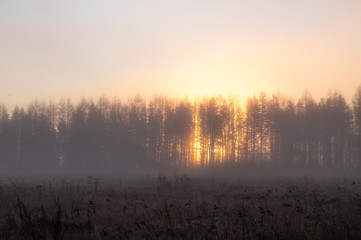 木立の向こうに昇る朝陽。林を通して輝く朝の太陽