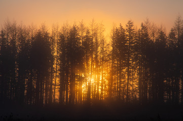 木立の向こうに昇る朝陽。林を通して輝く朝の太陽