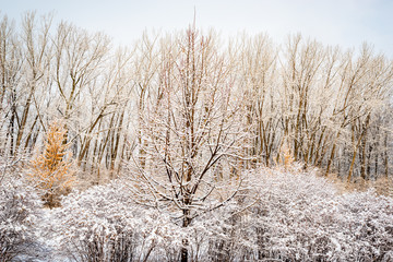 Trees covered with the snow in the park 