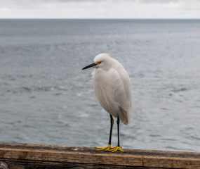 White heron at the Oceanside pier, Southern California