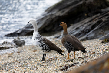 Two upland geese standing by the water in Patagonia