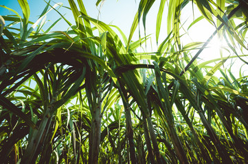 Sugarcane plants growing at field