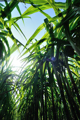 Sugarcane plants growing at field