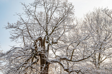 Trees covered with the snow in the park 
