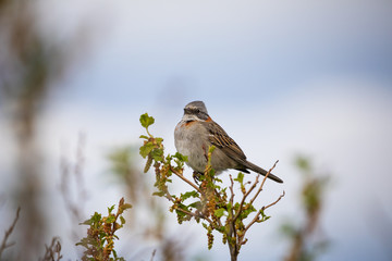 Patagonian sparrow sitting on a branch in Argentina