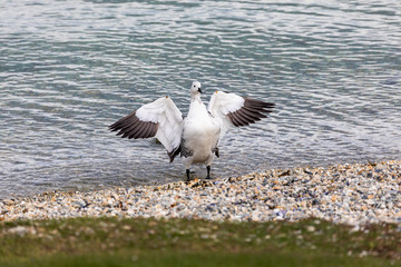 Obraz premium White upland goose coming out of water in Patagonia