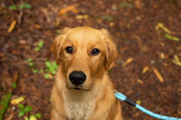 Golden retriever puppy sitting on forest floor and looking up into camera