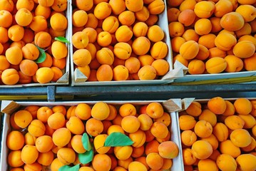 Ripe orange apricots in bulk at a farmers market