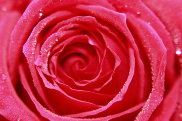 Vibrant Red Rose flower Close Up Macro. Abstract background