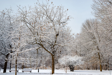 Trees covered with the snow in the park 