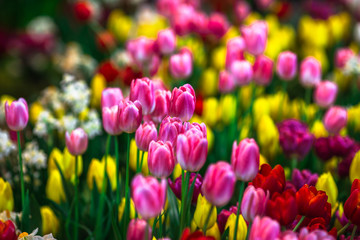 Fototapeta premium Natura Tło Złote Kwiatowe Pole Kolorowe tulipany, które ozdabiają ogród w chłodne dni, z rozmyciem słońca, naturalnym pięknem