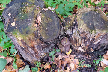 stump with moss and mushrooms 