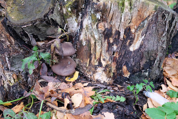 stump with moss and mushrooms 