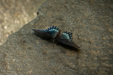butterfly
