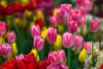 Fototapeta premium Nature Background Gold Flower Field Colorful tulips, which are used to decorate the garden during the cold weather, with the blurring of sunshine, natural beauty