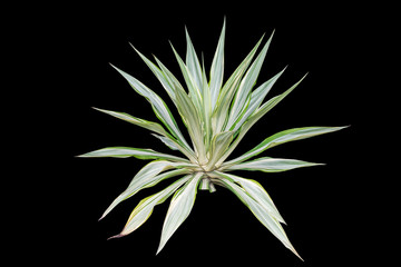 Agave plant isolated on black backgroumd. clipping path. Agave plant tropical drought tolerance has sharp thorns.