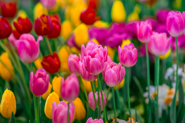 Obraz premium Nature Background Gold Flower Field Colorful tulips, which are used to decorate the garden during the cold weather, with the blurring of sunshine, natural beauty
