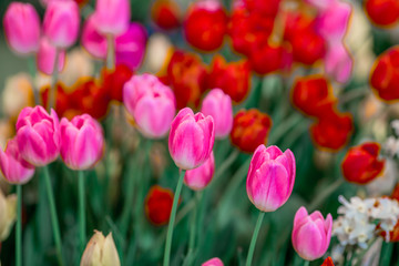 Nature Background Gold Flower Field Colorful tulips, which are used to decorate the garden during the cold weather, with the blurring of sunshine, natural beauty