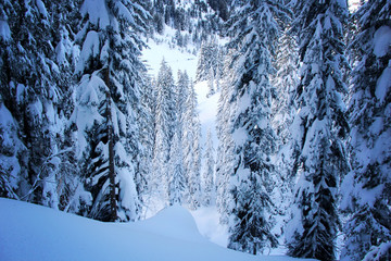 Beautiful Winter Pine Forest at the Alps Mountains