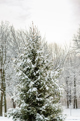 Trees covered with the snow in the park 