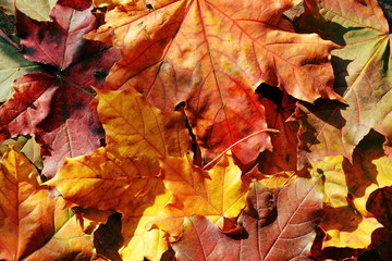 Naklejka na ściany i meble Fall background of Natural bright colorful autumn fallen maple leaves illuminated by the rays of the sun close up. Top view