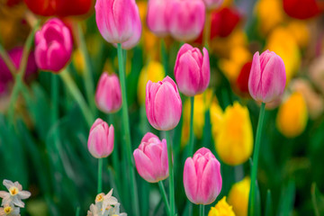 Obraz premium Nature Background Gold Flower Field Colorful tulips, which are used to decorate the garden during the cold weather, with the blurring of sunshine, natural beauty