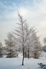 Trees covered with the snow in the park 