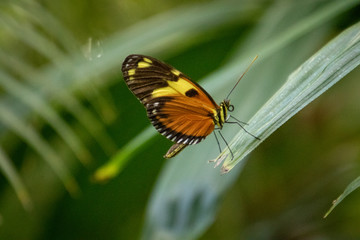Naklejka premium butterfly on a leaf