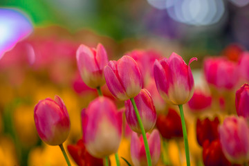 Obraz na płótnie Canvas A colorful flower background wallpaper of tulips (pink, red, white, orange, yellow, green, purple) planted in a garden plot for the beauty to see, a species that grows in cold weather. Or winter
