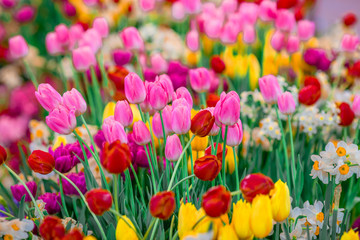 A colorful flower background wallpaper of tulips (pink, red, white, orange, yellow, green, purple) planted in a garden plot for the beauty to see, a species that grows in cold weather. Or winter