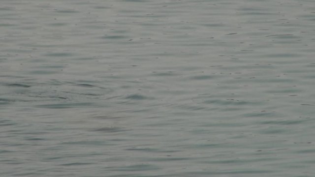 Sea wild animal turtle swims on surface of water calm and quiet and dives in tropics of Bali Indonesia.