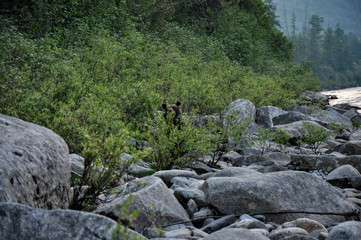Brown bear on the river bank in the bushes