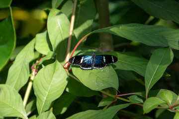 butterfly on a leaf